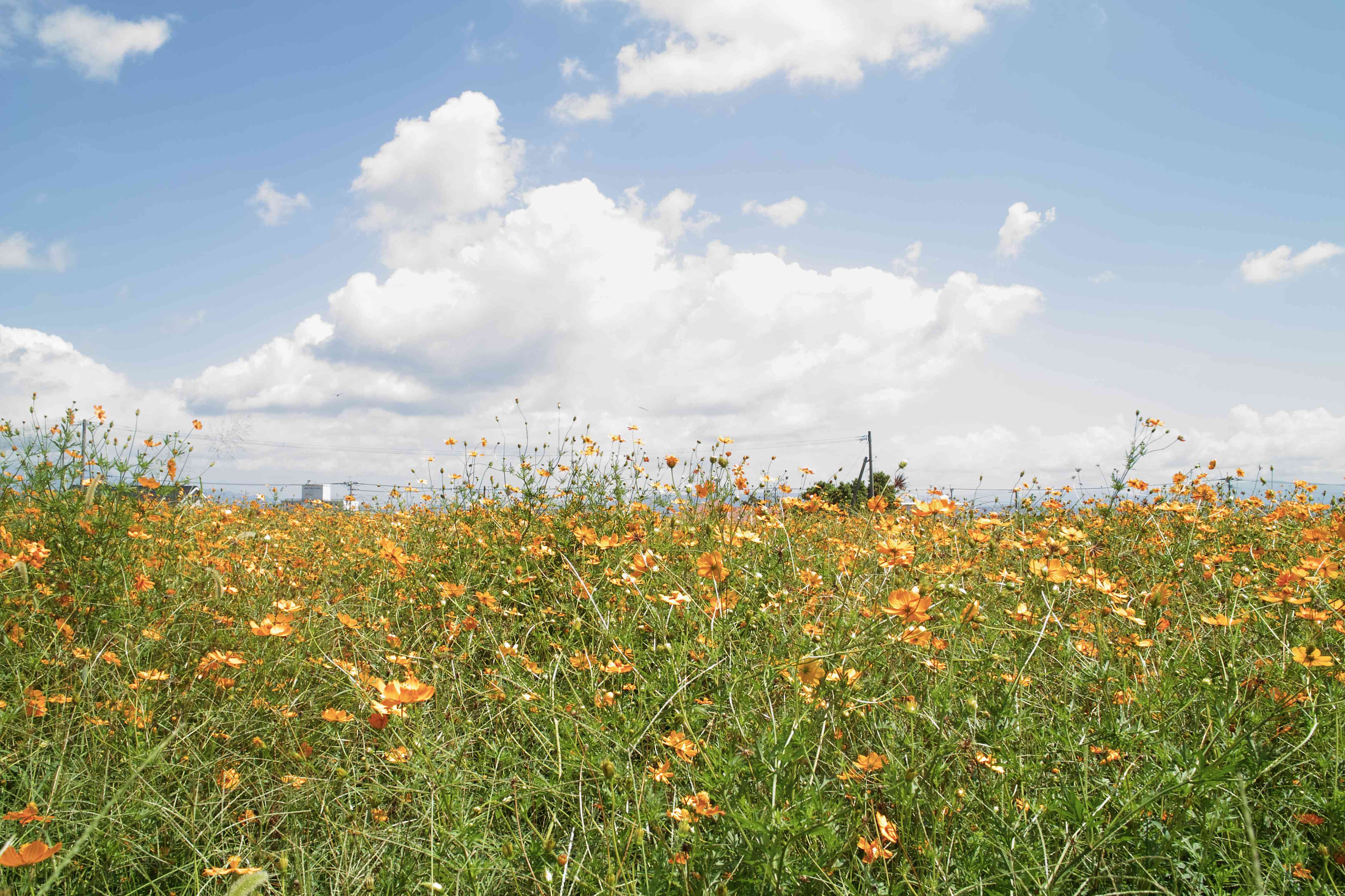 🏛️ 하시무레가와 유적 이미지 1